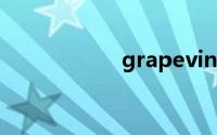 grapevine双语例句