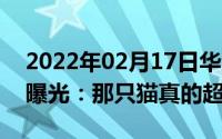 2022年02月17日华为nova65G前摄宣传片曝光：那只猫真的超可爱！