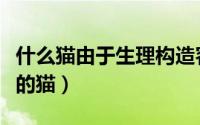 什么猫由于生理构造容易有泪痕（容易有泪痕的猫）