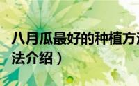 八月瓜最好的种植方法（八月瓜最好的种植方法介绍）