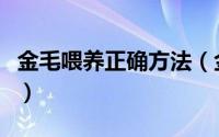 金毛喂养正确方法（金毛犬最正确的饲养方法）