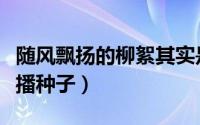 随风飘扬的柳絮其实是柳树的（柳树靠什么传播种子）