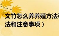 文竹怎么养养殖方法和注意事项（文竹养殖方法和注意事项）