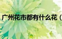 广州花市都有什么花（广州花市都有哪些花）