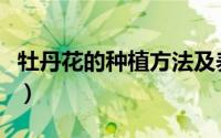 牡丹花的种植方法及养护（牡丹花的怎么种植）