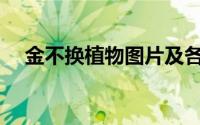 金不换植物图片及各种吃法(金不换植物)