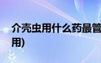 介壳虫用什么药最管用(介壳虫用什么药最管用)