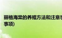 丽格海棠的养殖方法和注意事项(丽格海棠的养殖方法和注意事项)