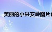 美丽的小兴安岭图片(美丽的小兴安岭资料)