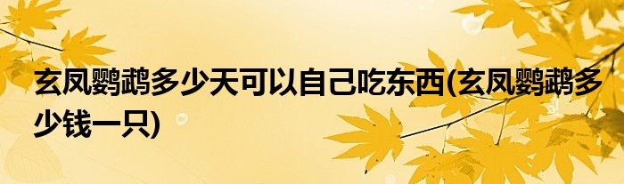 玄凤鹦鹉多少天可以自己吃东西 玄凤鹦鹉多少钱一只