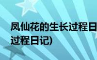 凤仙花的生长过程日记一年级(凤仙花的生长过程日记)