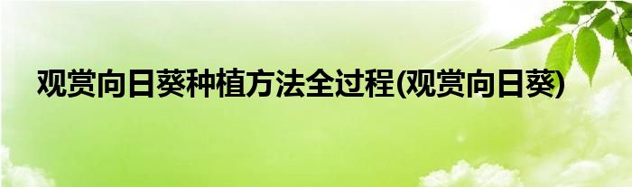 观赏向日葵种植方法全过程 观赏向日葵