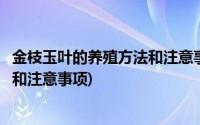 金枝玉叶的养殖方法和注意事项有哪些(金枝玉叶的养殖方法和注意事项)