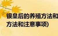 银皇后的养殖方法和注意事项(银皇后的养殖方法和注意事项)