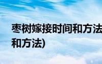 枣树嫁接时间和方法秒懂百科(枣树嫁接时间和方法)