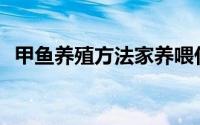 甲鱼养殖方法家养喂什么吃(甲鱼养殖方法)