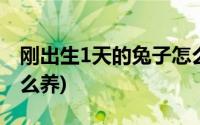 刚出生1天的兔子怎么养(刚出生1天的兔子怎么养)