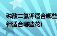 磷酸二氢钾适合哪些花的使用方法(磷酸二氢钾适合哪些花)