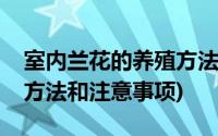 室内兰花的养殖方法和注意事项(兰花的养殖方法和注意事项)