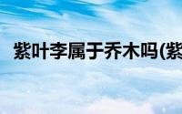 紫叶李属于乔木吗(紫叶李是乔木还是灌木)