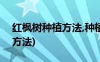 红枫树种植方法,种植前景如何?(红枫树种植方法)