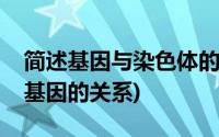 简述基因与染色体的关系(简述染色体 DNA 基因的关系)