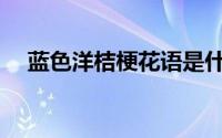 蓝色洋桔梗花语是什么(桔梗花语是什么)