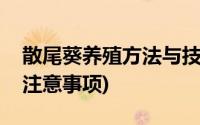 散尾葵养殖方法与技巧(散尾葵的养殖方法与注意事项)