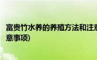 富贵竹水养的养殖方法和注意事项(富贵竹的水养殖方法和注意事项)