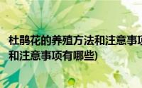 杜鹃花的养殖方法和注意事项有哪些视频(杜鹃花的养殖方法和注意事项有哪些)