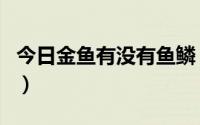 今日金鱼有没有鱼鳞（有人知道金鳞卖店鱼吗）