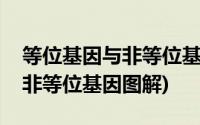 等位基因与非等位基因图片解析(等位基因和非等位基因图解)