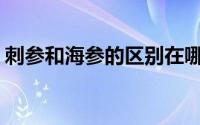 刺参和海参的区别在哪里(刺参和海参的区别)