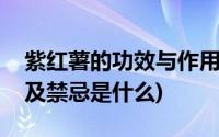 紫红薯的功效与作用禁忌(紫薯的功效与作用及禁忌是什么)