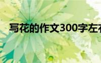 写花的作文300字左右(写花的作文300字)