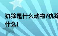 犰狳是什么动物?犰狳和穿山甲的区别(犰狳是什么)