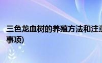 三色龙血树的养殖方法和注意事项(龙血树的养殖方法和注意事项)