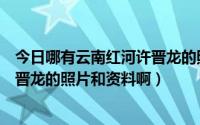 今日哪有云南红河许晋龙的照片和资料啊（哪有云南红河许晋龙的照片和资料啊）