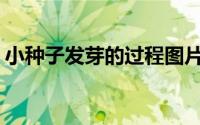 小种子发芽的过程图片(种子发芽的过程图片)