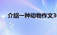 介绍一种动物作文300字(介绍一种动物)