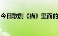 今日歌剧《猫》里面的角色都叫什么猫的名字