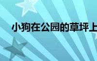 小狗在公园的草坪上玩耍扩句100字左右