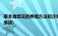 草本海棠花的养殖方法和注意事项(海棠花的养殖方法和注意事项)