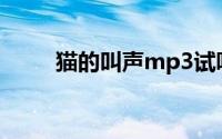 猫的叫声mp3试听(猫的叫声mp3)