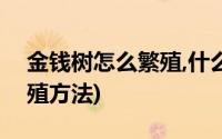 金钱树怎么繁殖,什么时候繁殖?(金钱树的繁殖方法)