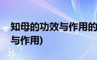 知母的功效与作用的功能与主治(知母的功效与作用)