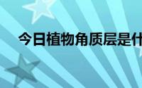 今日植物角质层是什么（角质层是什么）