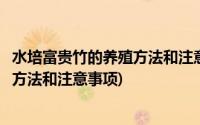 水培富贵竹的养殖方法和注意事项有哪些(水培富贵竹的养殖方法和注意事项)