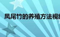 凤尾竹的养殖方法视频(凤尾竹的养殖方法)