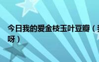 今日我的爱金枝玉叶豆瓣（我的爱金枝玉叶大结局是怎样的呀）